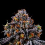 RS11 (Rainbow Sherbert)