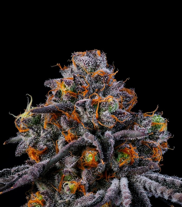 Planta de cannabis RS11 en plena floración con tricomas densos y colores vivos.