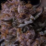 Tropicana Berry Gea Seeds