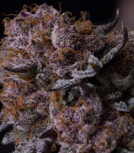 Tropicana Berry