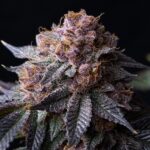 Tropicana Cherry