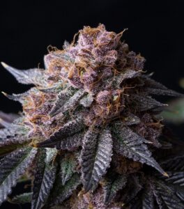 Tropicana Cherry