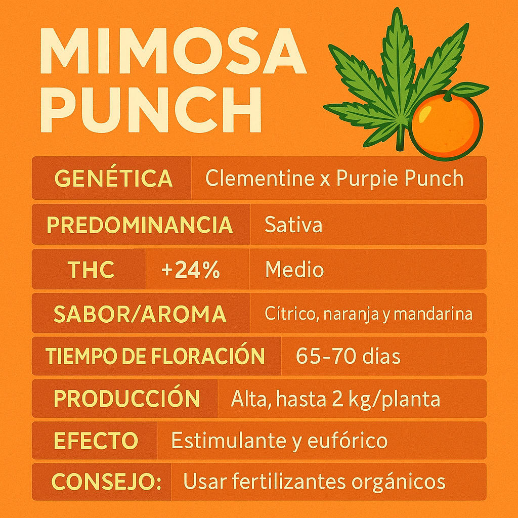 Infografía características Mimosa Punch