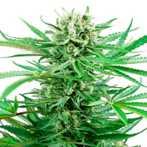 Papi Chulo OG Sensi Seeds Research