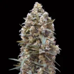 00 Kush - 00 Seeds