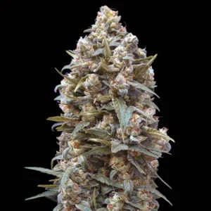00 Kush - 00 Seeds