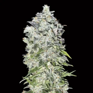 00 Kush Auto - 00 Seeds