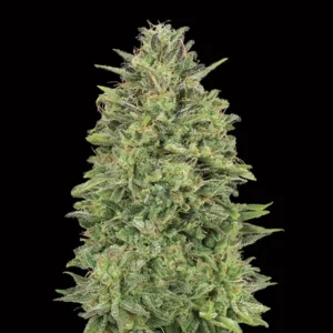 00 Skunk - 00 Seeds