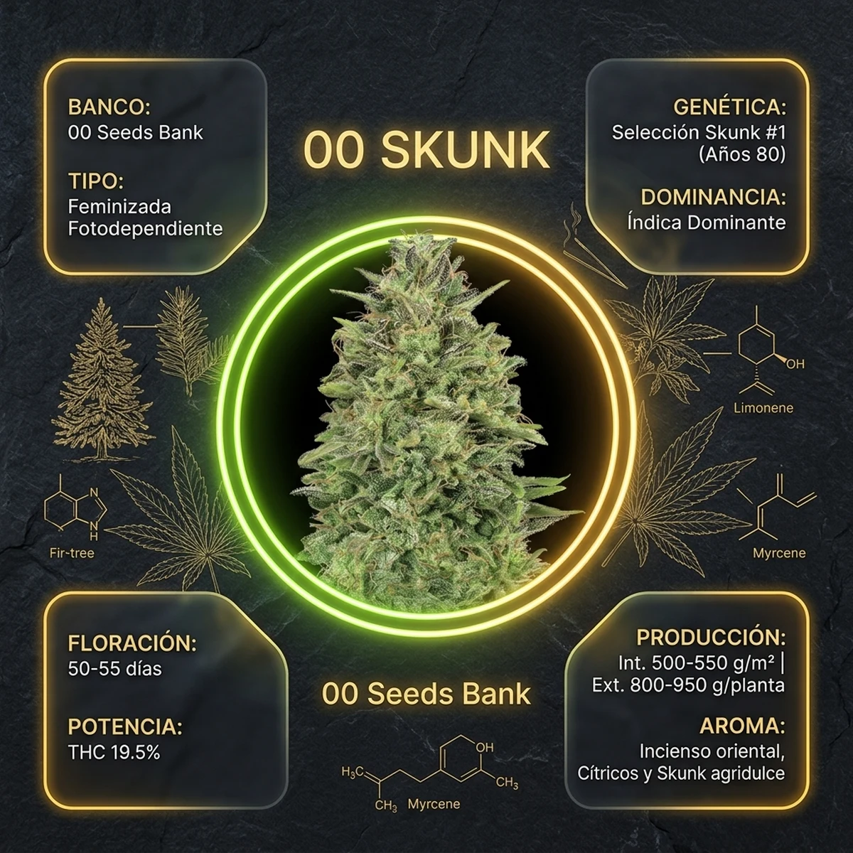 Infografía oficial de 00 Skunk de 00 Seeds en Huerto Urbano Grow