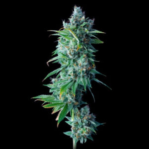 24K Gold (Kosher Tangie) - DNA Genetics