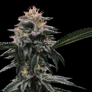 Banana Sorbet - DNA Genetics