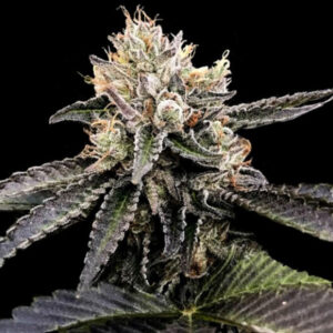Cataract Cake - DNA Genetics