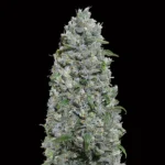 Afghan Mass Auto XXL - 00 Seeds