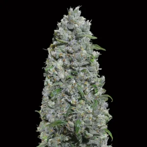 Afghan Mass Auto XXL - 00 Seeds