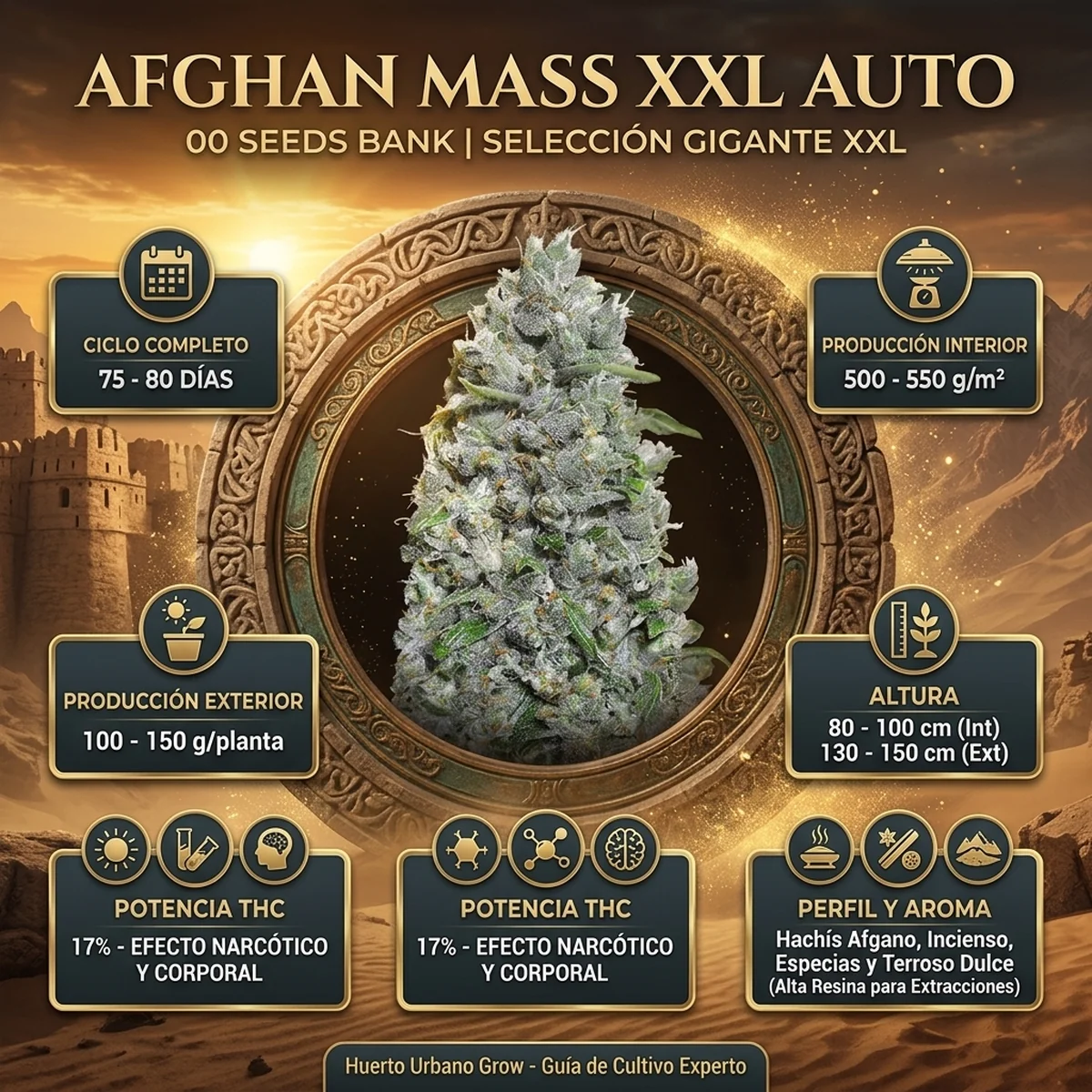 Infografía oficial de Auto Afghan Mass XXL de 00 Seeds en Huerto Urbano Grow