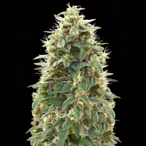 Auto 00 Cheese - 00 Seeds