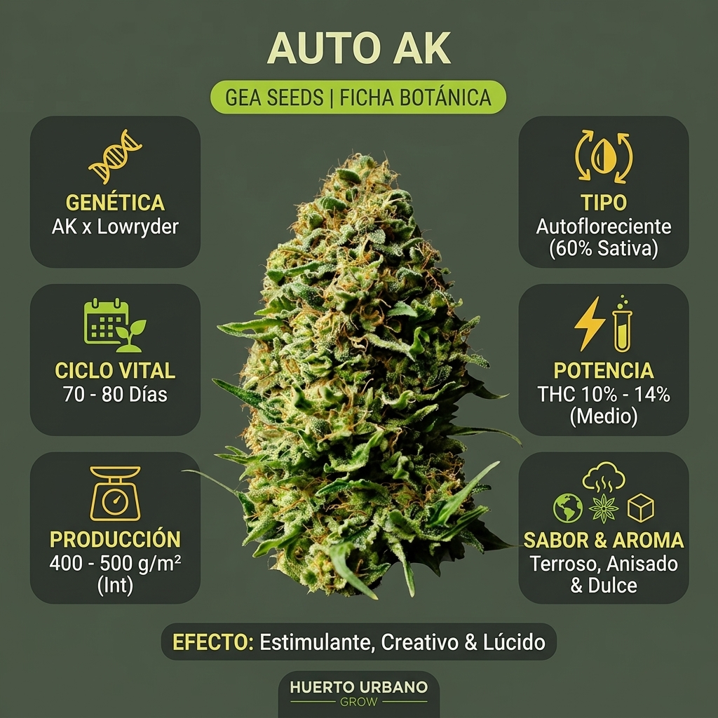 Infografía botánica y técnica de Auto AK de Gea Seeds