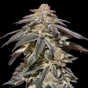 Auto Apple Bananas - 00 Seeds