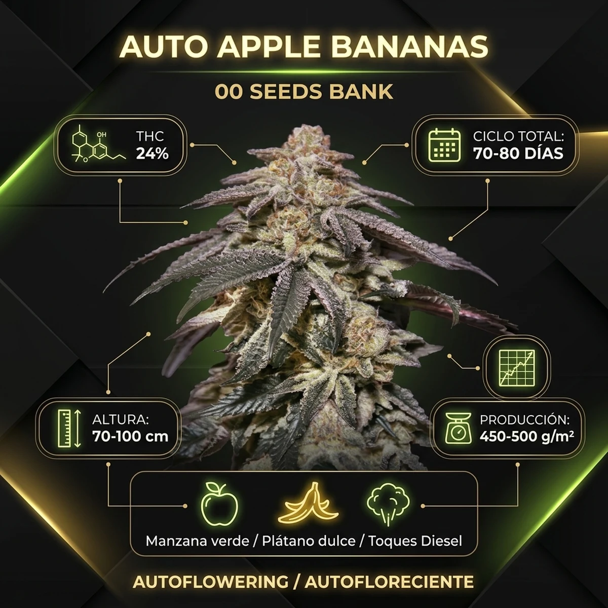 Infografía oficial de Auto Apple Bananas de 00 Seeds en Huerto Urbano Grow