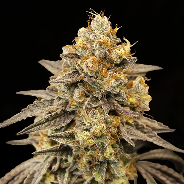 Semillas autoflorecientes Auto Biscotti Zkittlez de 00 Seeds Bank en Huerto Urbano Grow