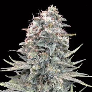 Auto Blue Dream - 00 Seeds