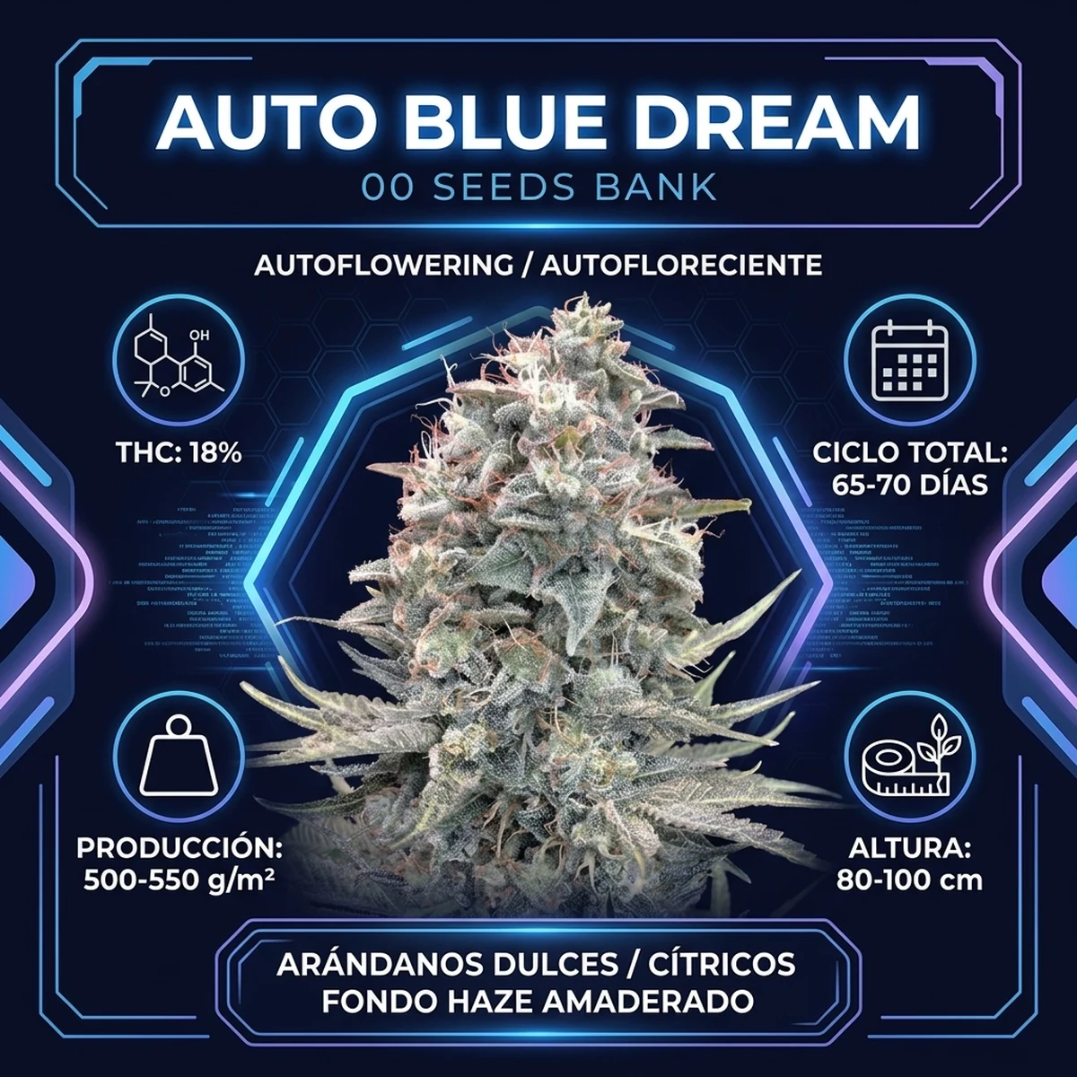 Infografía oficial de Auto Blue Dream de 00 Seeds en Huerto Urbano Grow