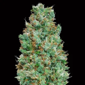 Auto Blueberry - 00 Seeds