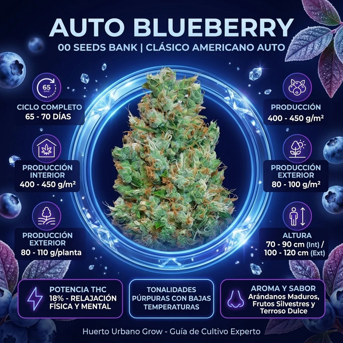 Infografía de Auto Blueberry de 00 Seeds con sus principales características