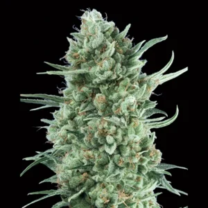 Auto Bubble Gum XXL - 00 Seeds