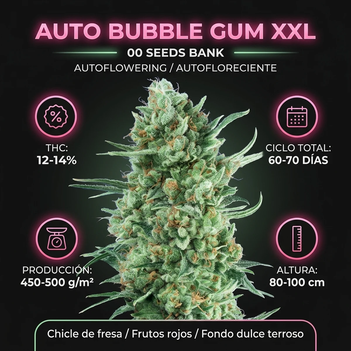 Infografía técnica botánica de la variedad Auto Bubble Gum XXL de 00 Seeds con producción, ciclo de cultivo, altura y perfil de terpenos