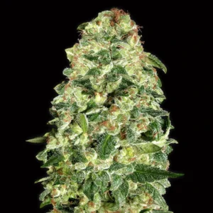 Auto California Kush - 00 Seeds