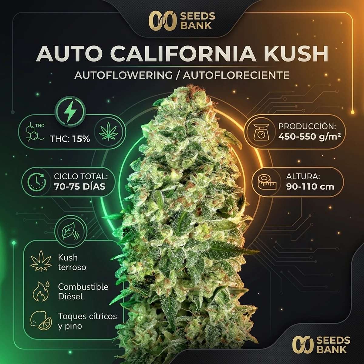 Infografía técnica de Auto California Kush de 00 Seeds con producción, ciclo de cultivo, altura y perfil de terpenos