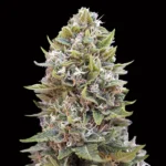 Auto Cheese Berry - 00 Seeds