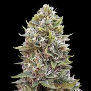 Auto Cheese Berry - 00 Seeds