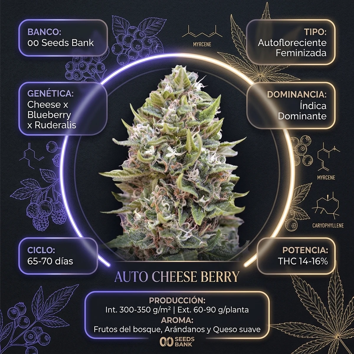 Infografía oficial de Auto Cheese Berry de 00 Seeds en Huerto Urbano Grow