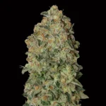 Auto Chocolate Skunk - 00 Seeds