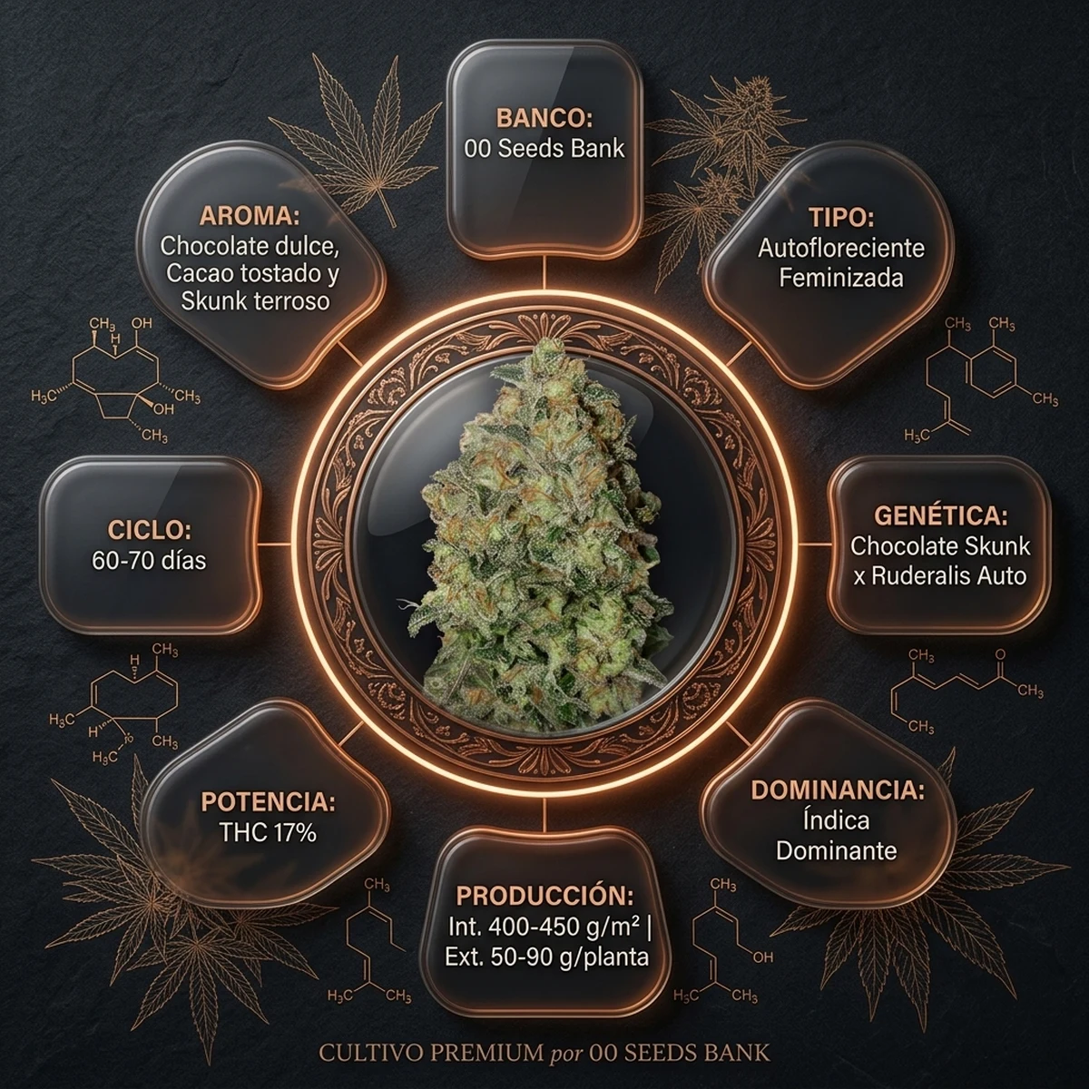 Infografía oficial de Auto Chocolate Skunk de 00 Seeds en Huerto Urbano Grow