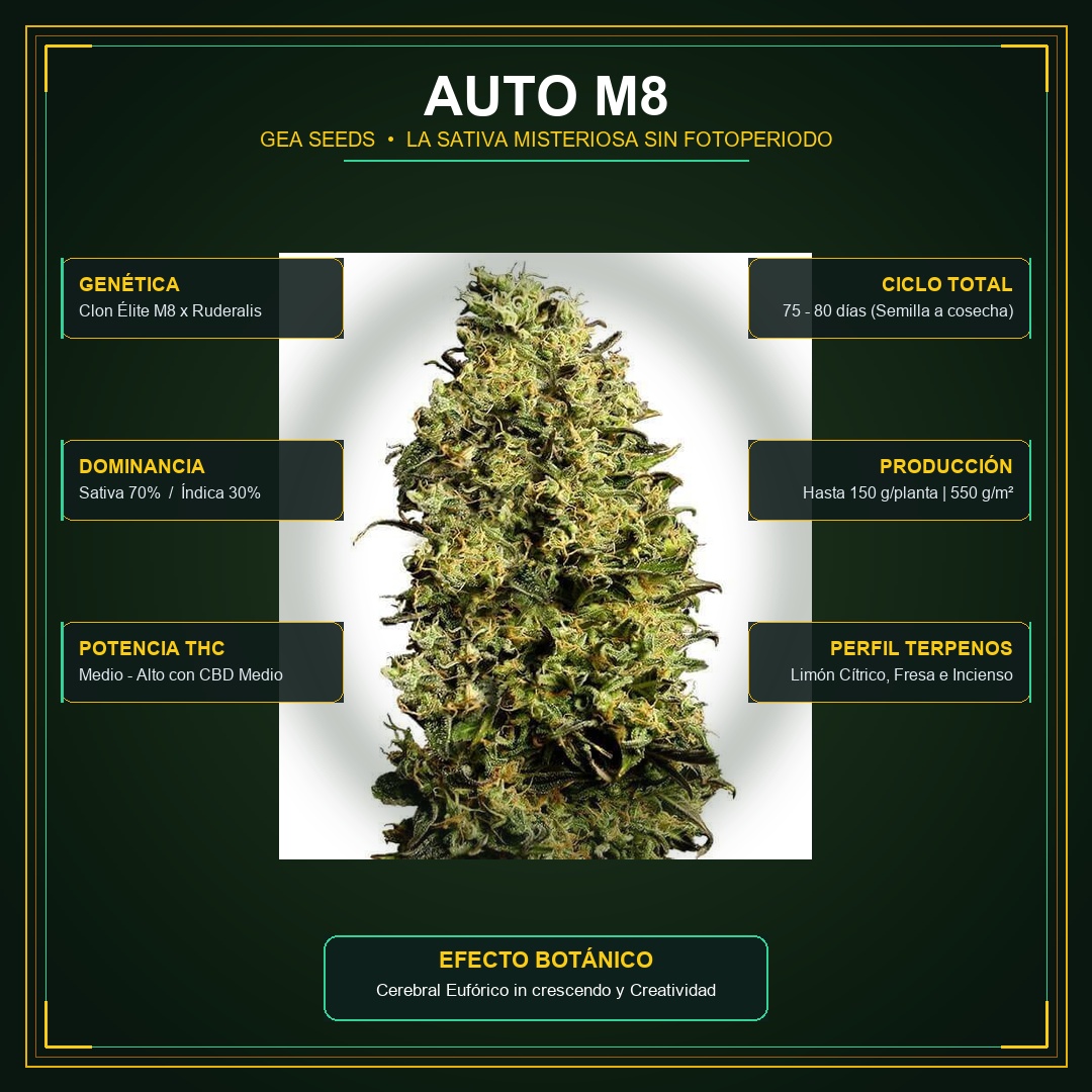 Infografía botánica y técnica de Auto M8 de Gea Seeds en Huerto Urbano Grow