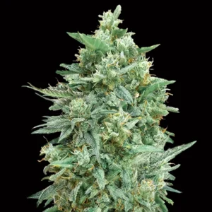 Auto Northern Lights XXL - 00 Seeds