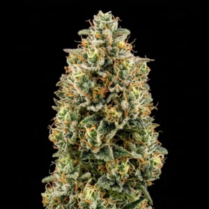 Auto Sweet Soma - 00 Seeds