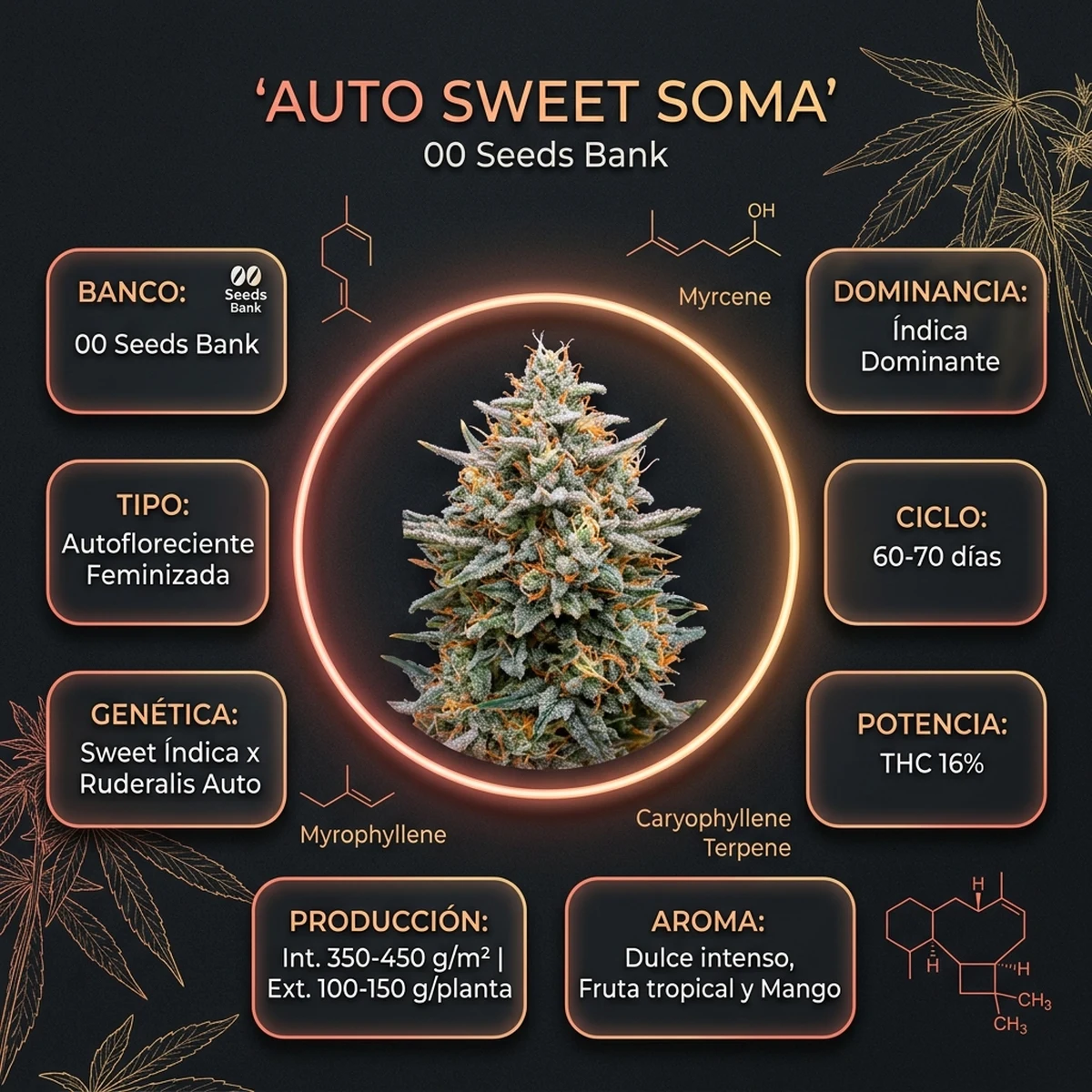 Infografía oficial de Auto Sweet Soma de 00 Seeds en Huerto Urbano Grow