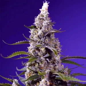 Banana Cream Cake XL Auto® - Sweet Seeds