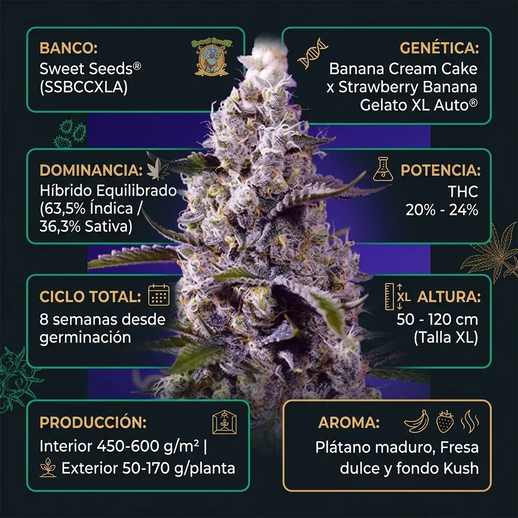 Infografía Técnica Banana Cream Cake XL Auto Sweet Seeds Huerto Urbano Grow