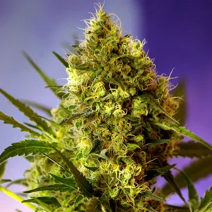 Big Devil XL Auto - Sweet Seeds