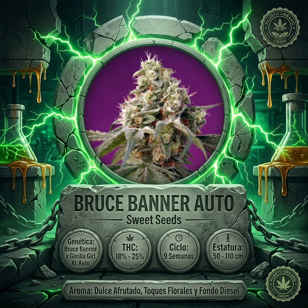 Infografía HUG de Bruce Banner Auto de Sweet Seeds con genética, THC, producción, altura y ciclo