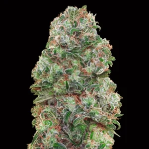 Bubble Gum - 00 Seeds