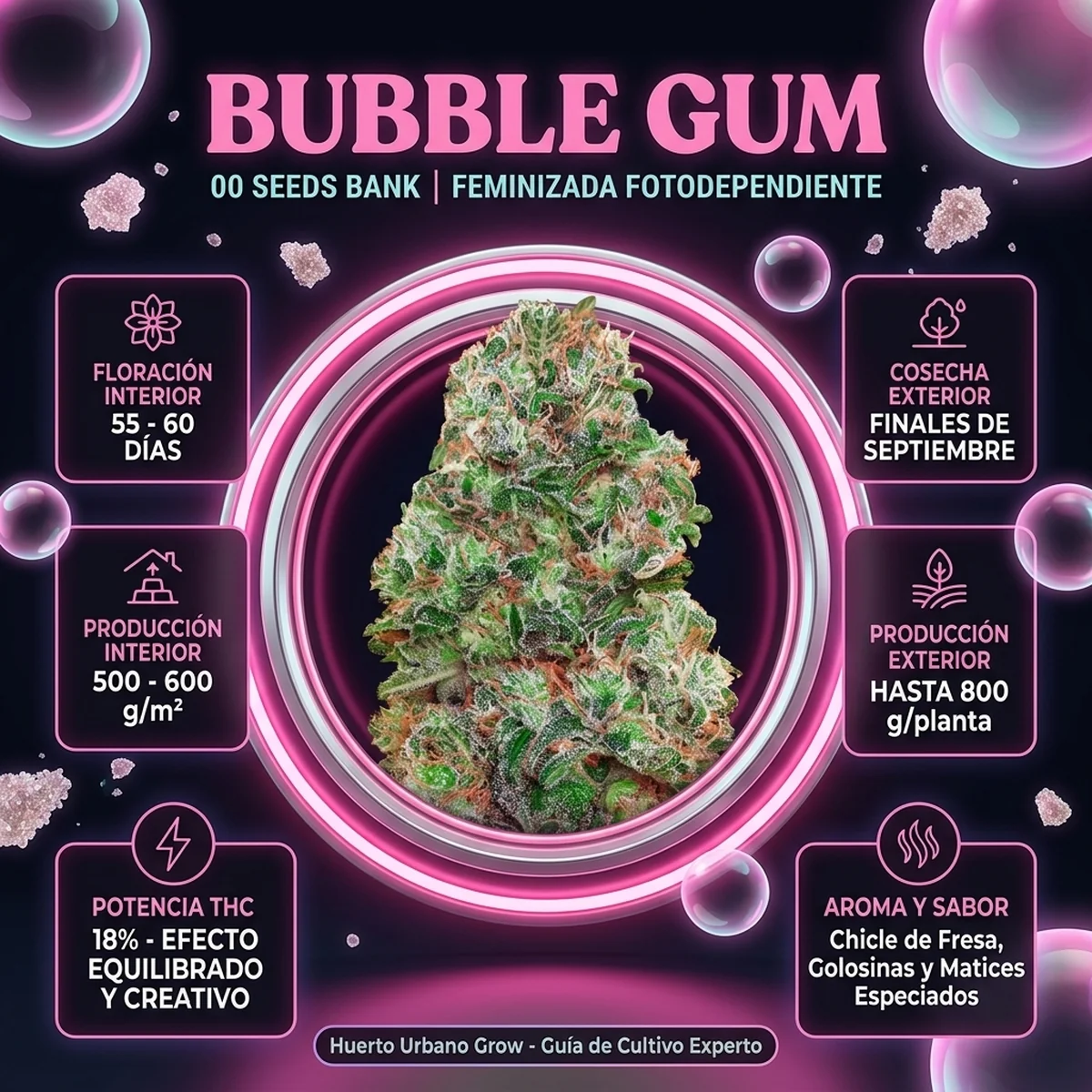 Infografía oficial de Bubble Gum de 00 Seeds en Huerto Urbano Grow
