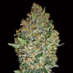 Cheese Berry - 00 Seeds