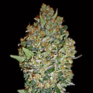 Cheese Berry - 00 Seeds