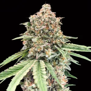 Chocolate Kush - 00 Seeds